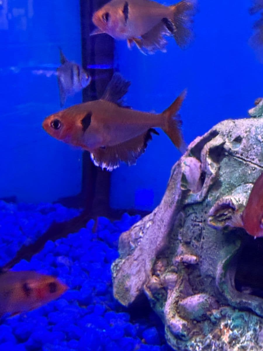 Serpae Tetra at Sea Cave Inc.