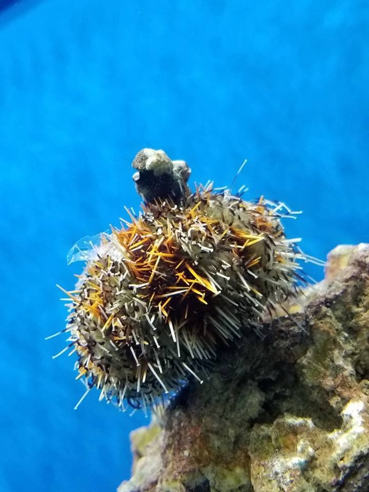 Short-Spine Sea Urchin at Sea Cave Inc.