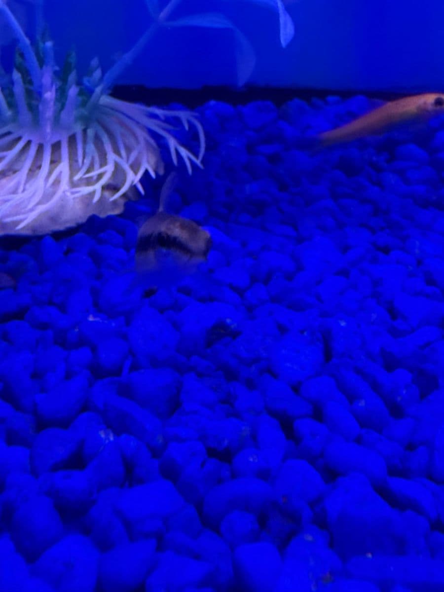 Siamese Algae Eater