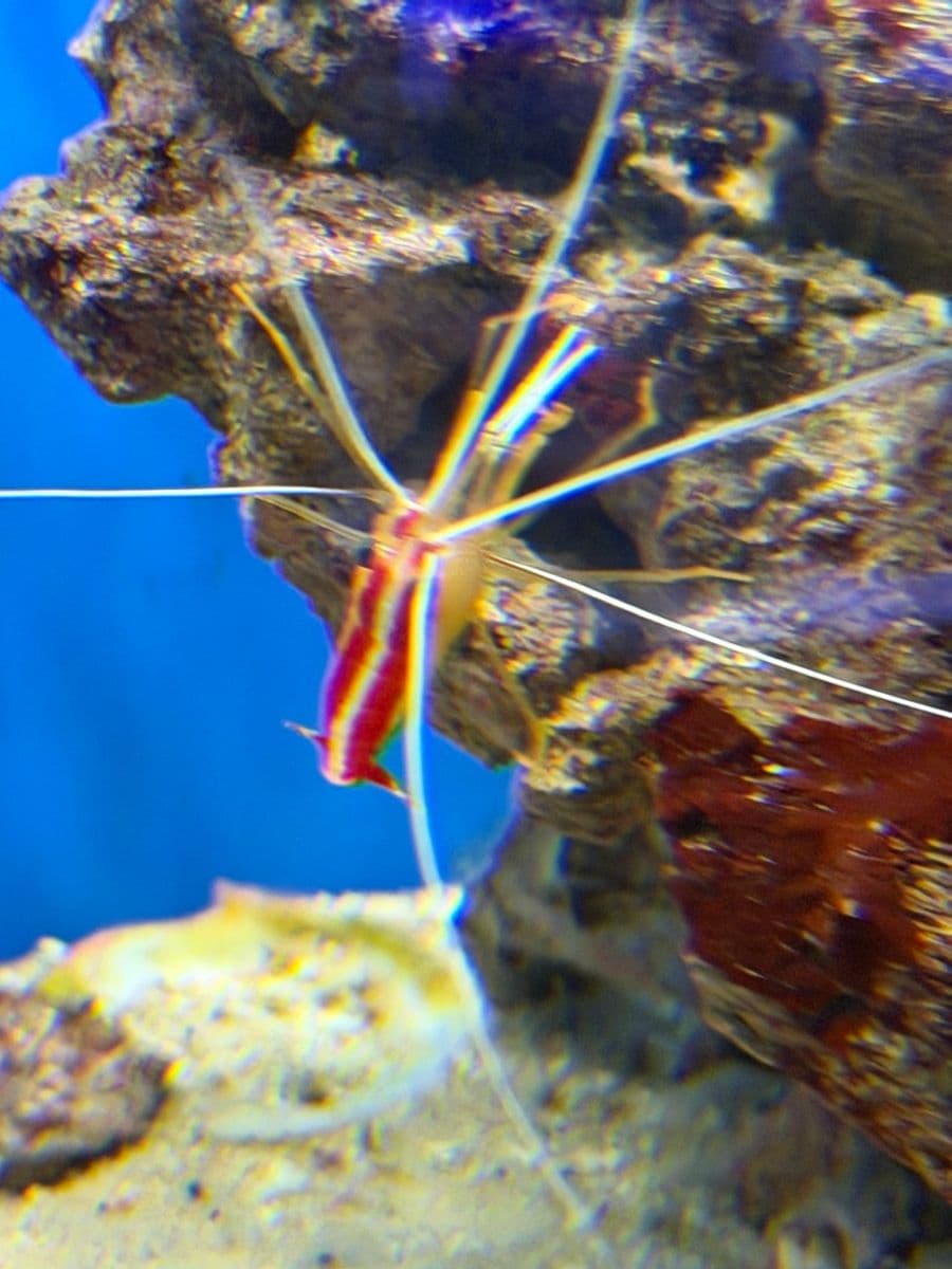 Skunk Cleaner Shrimp