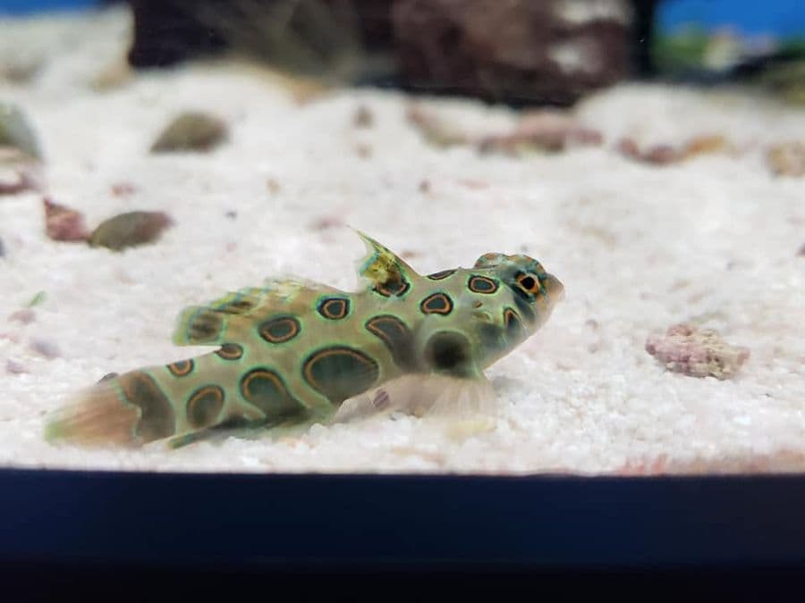 Spotted Mandarin Dragonet at Sea Cave Inc.
