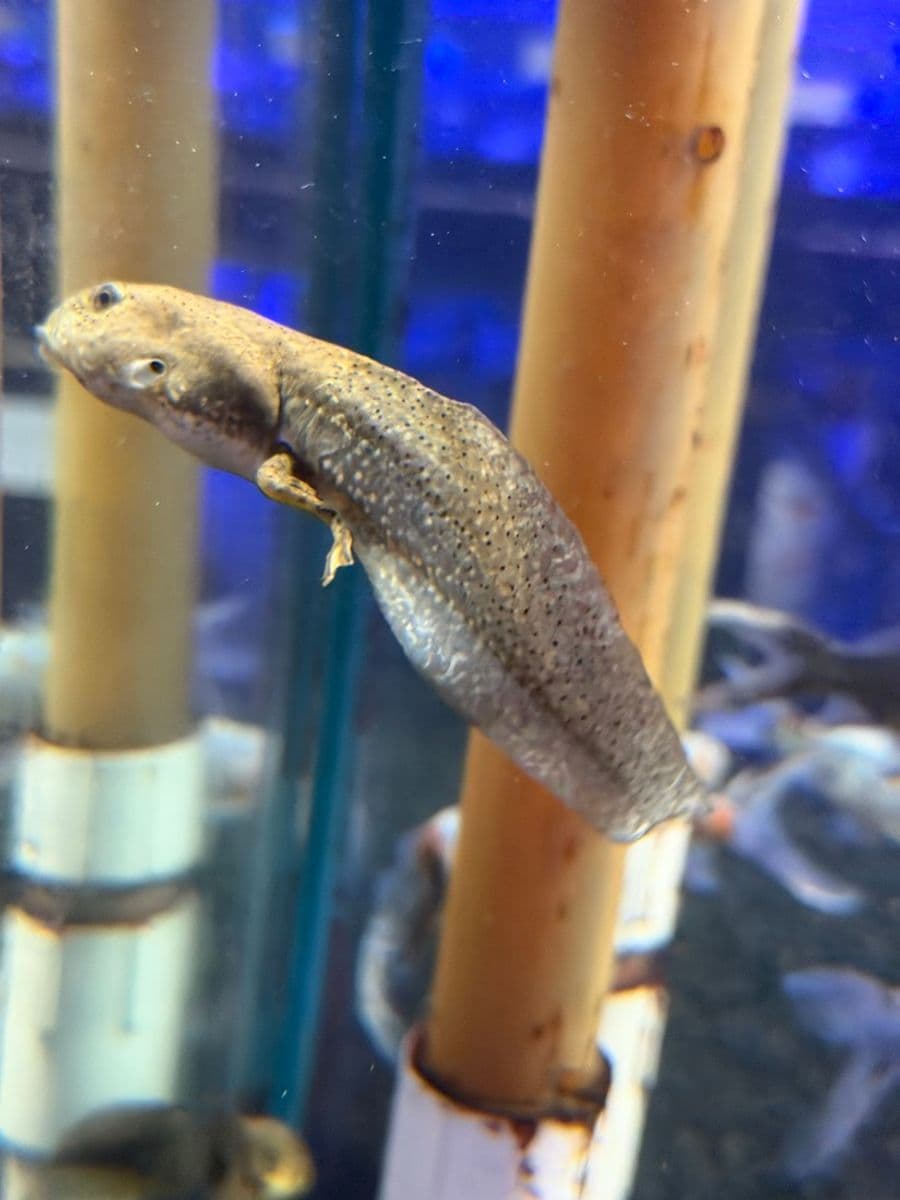 Tadpole at Sea Cave Inc.