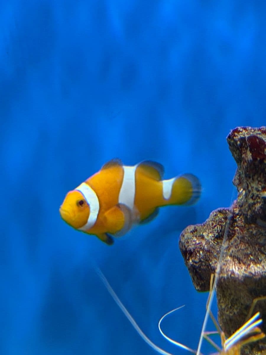 Tangerine Albino at Sea Cave Inc.
