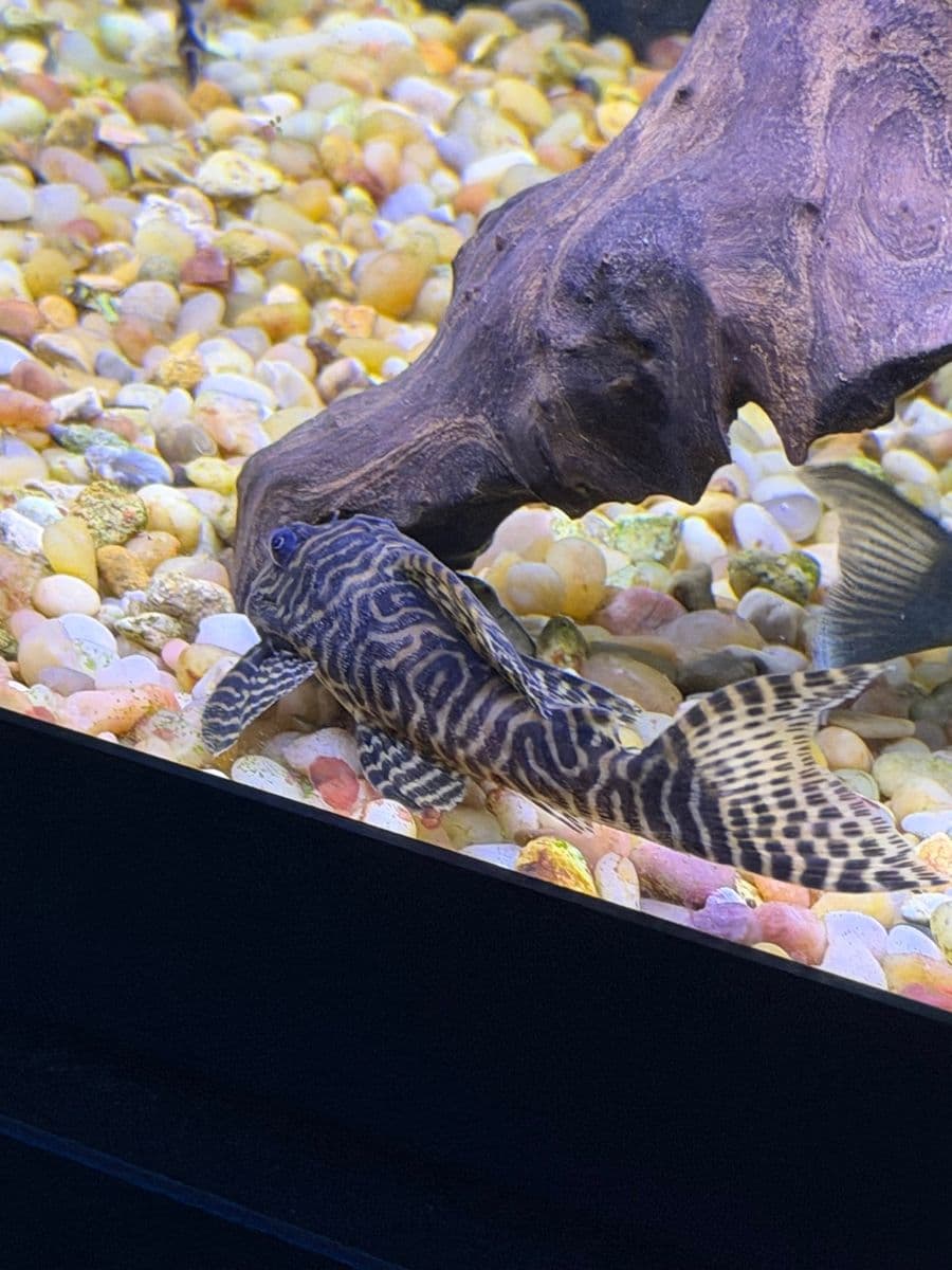 Three Beacon Pleco at Sea Cave Inc.