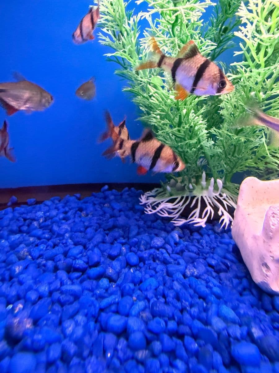 Tiger Barb at Sea Cave Inc.