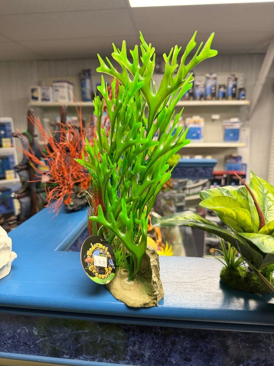 Underwater Treasures Kelp/Seaweed Plant Decor at Sea Cave Inc.