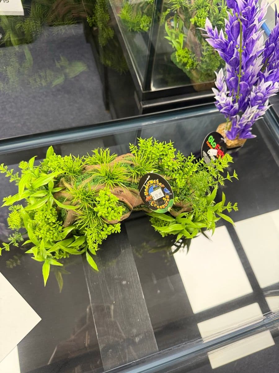 Underwater Treasures Driftwood Plant Decor at Sea Cave Inc.