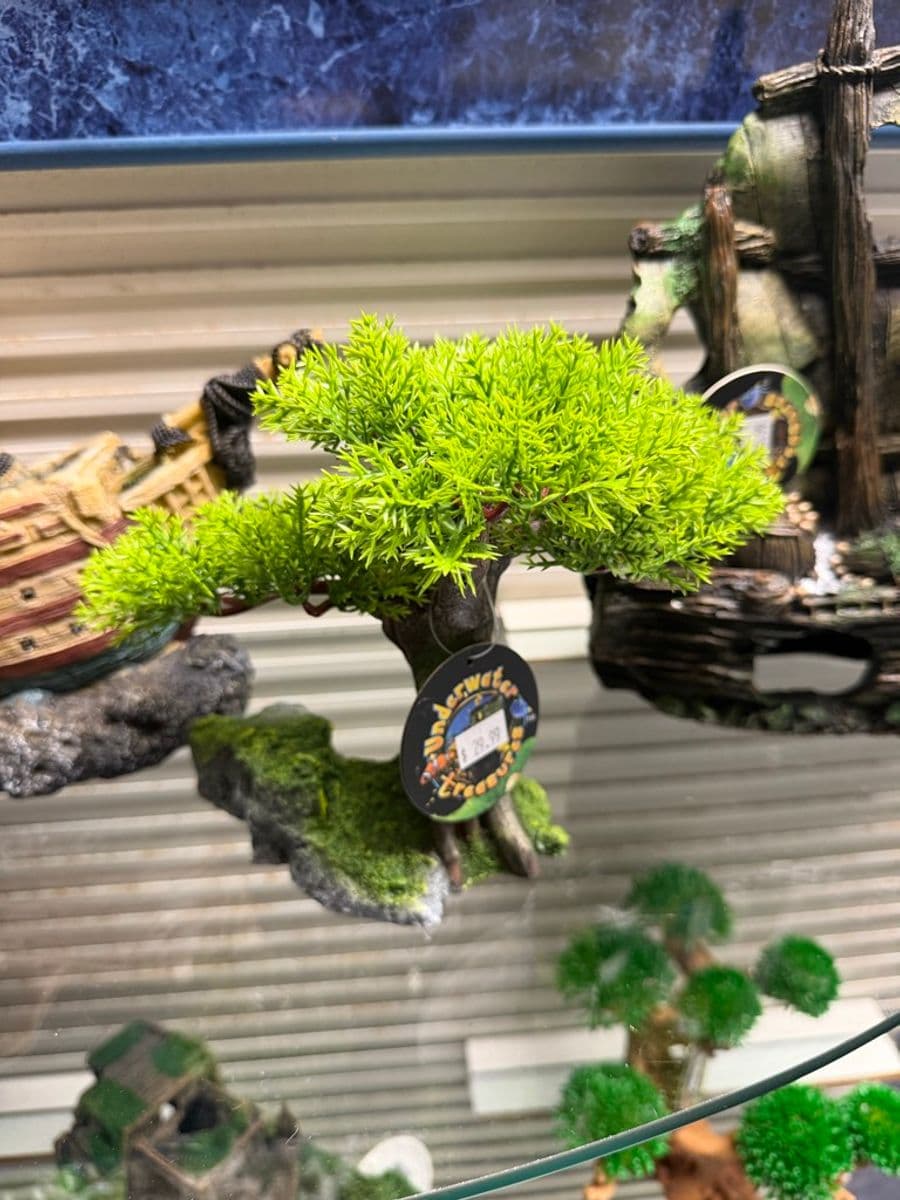 Underwater Treasures Bonsai Tree on Moss Base at Sea Cave Inc.