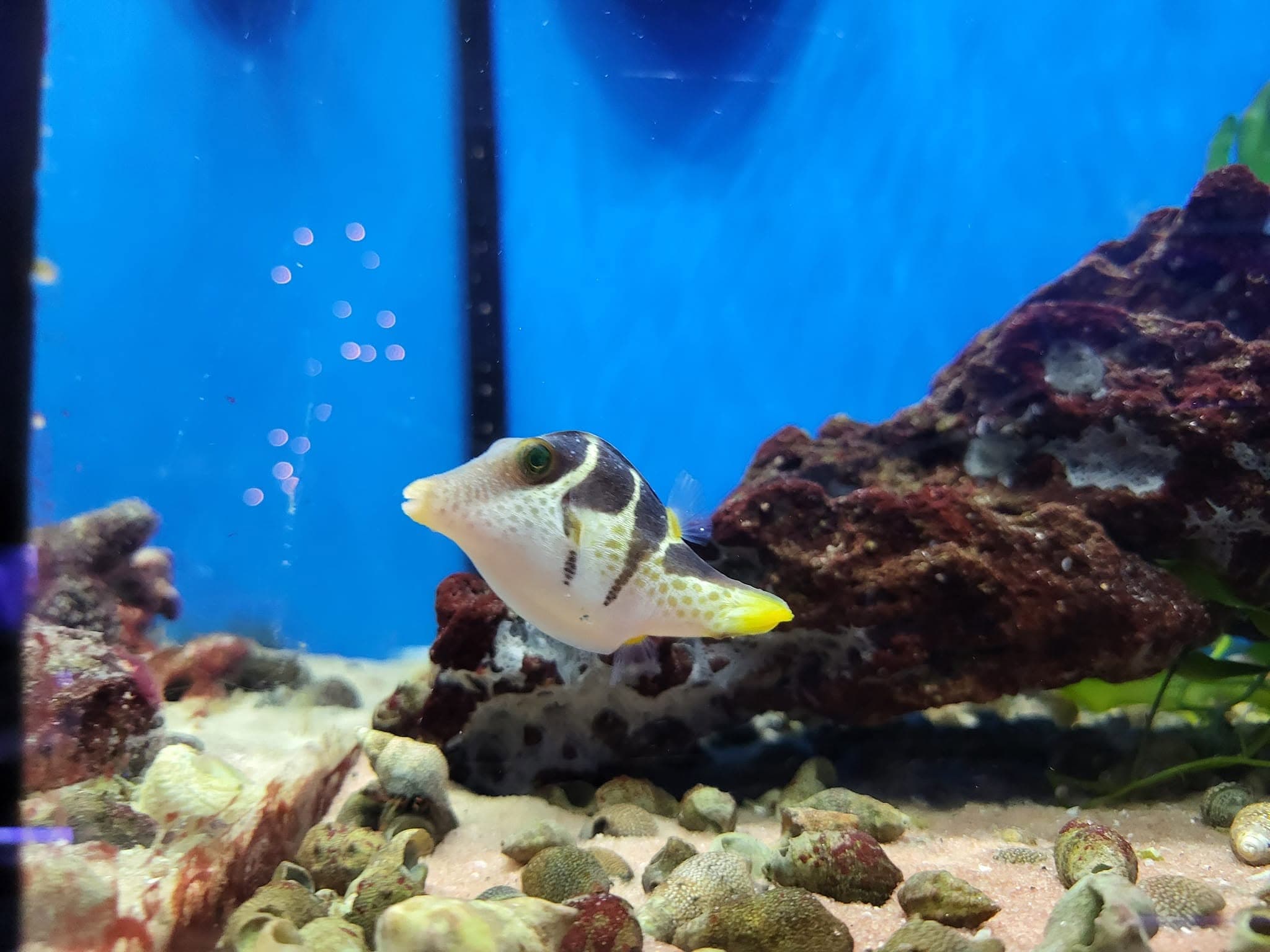 Valentini Puffer (Saddle Toby) at Sea Cave Inc.
