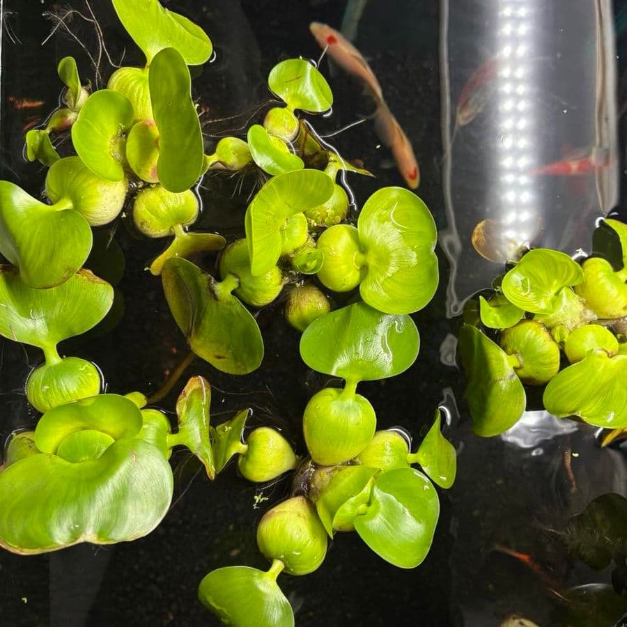 Water Hyacinth at Sea Cave Inc.