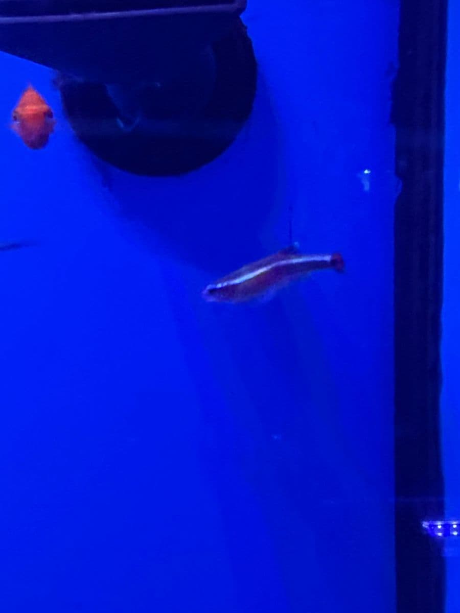 White Cloud Mountain Minnow at Sea Cave Inc.