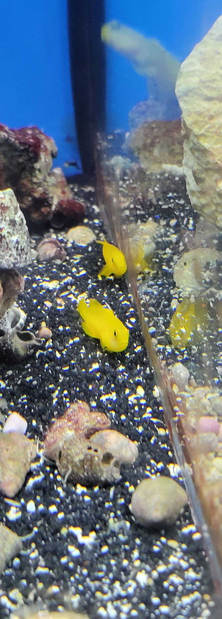 Yellow Clown Goby at Sea Cave Inc.