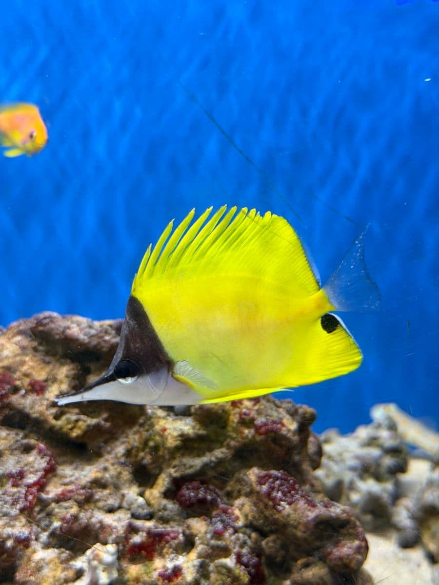 Yellow Long-nosed Butterflyfish at Sea Cave Inc.