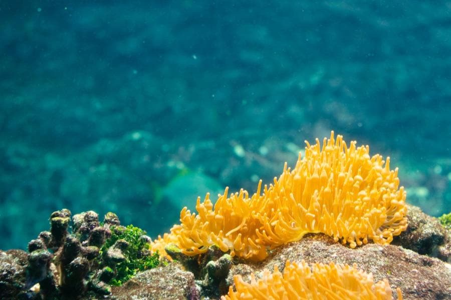 Yellow Polyps at Sea Cave Inc.