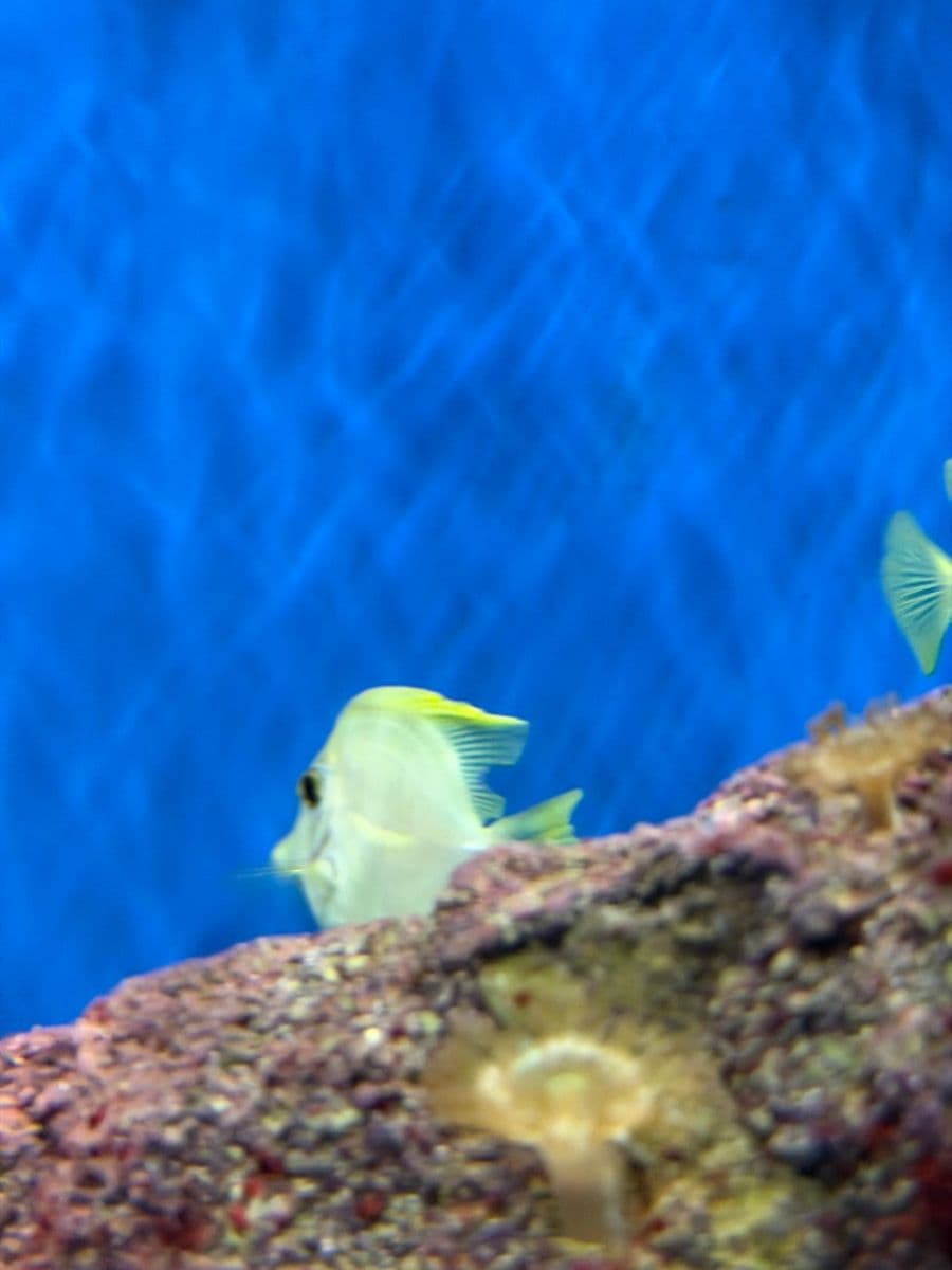 Yellow Tang