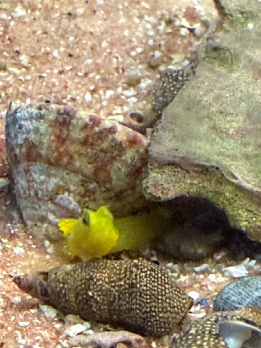 Yellow Watchman Goby at Sea Cave Inc.