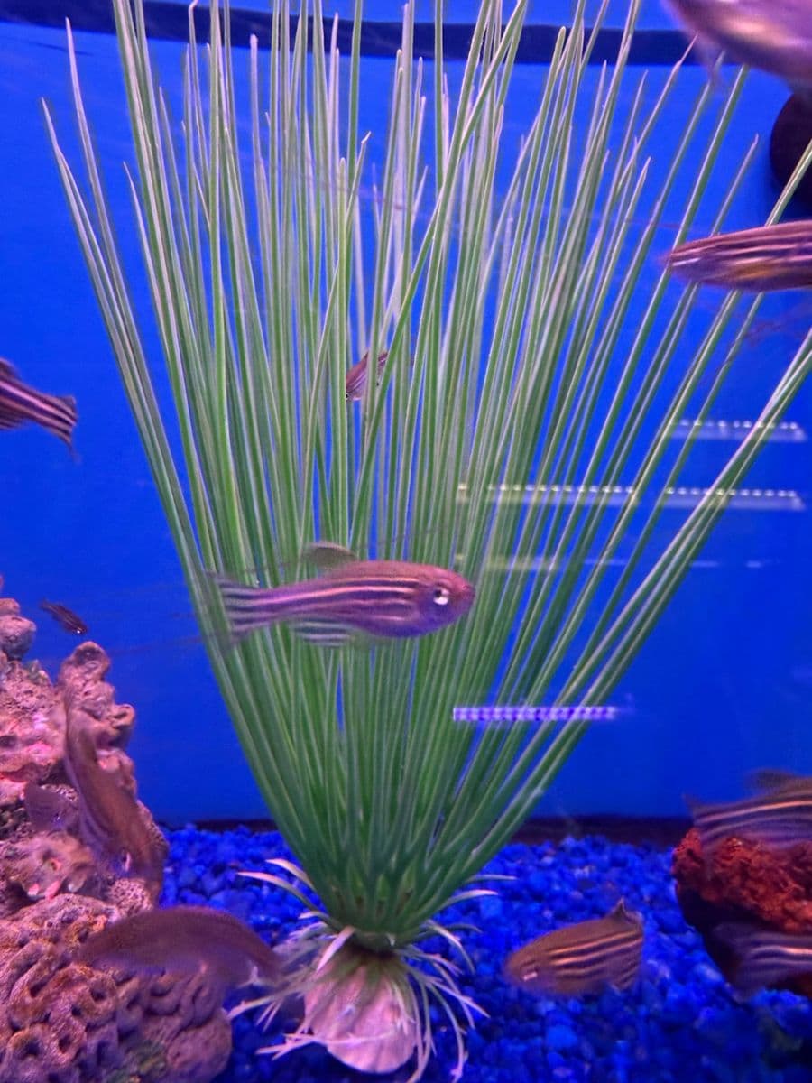 Zebra Danio at Sea Cave Inc.