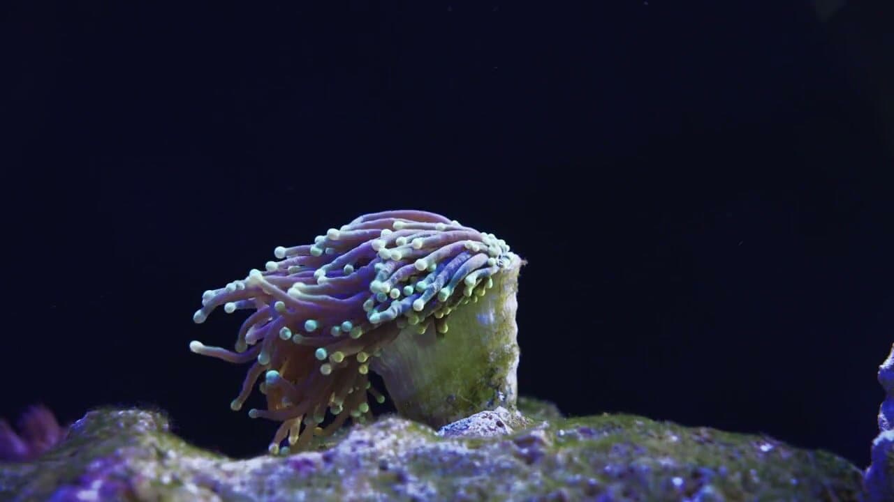 Coral propagation frag tank at Sea Cave Inc.