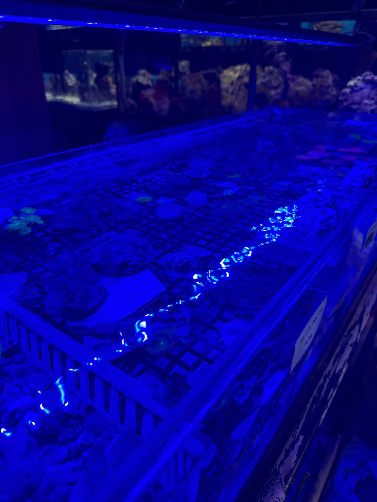 Coral propagation frag tank at Sea Cave Inc.