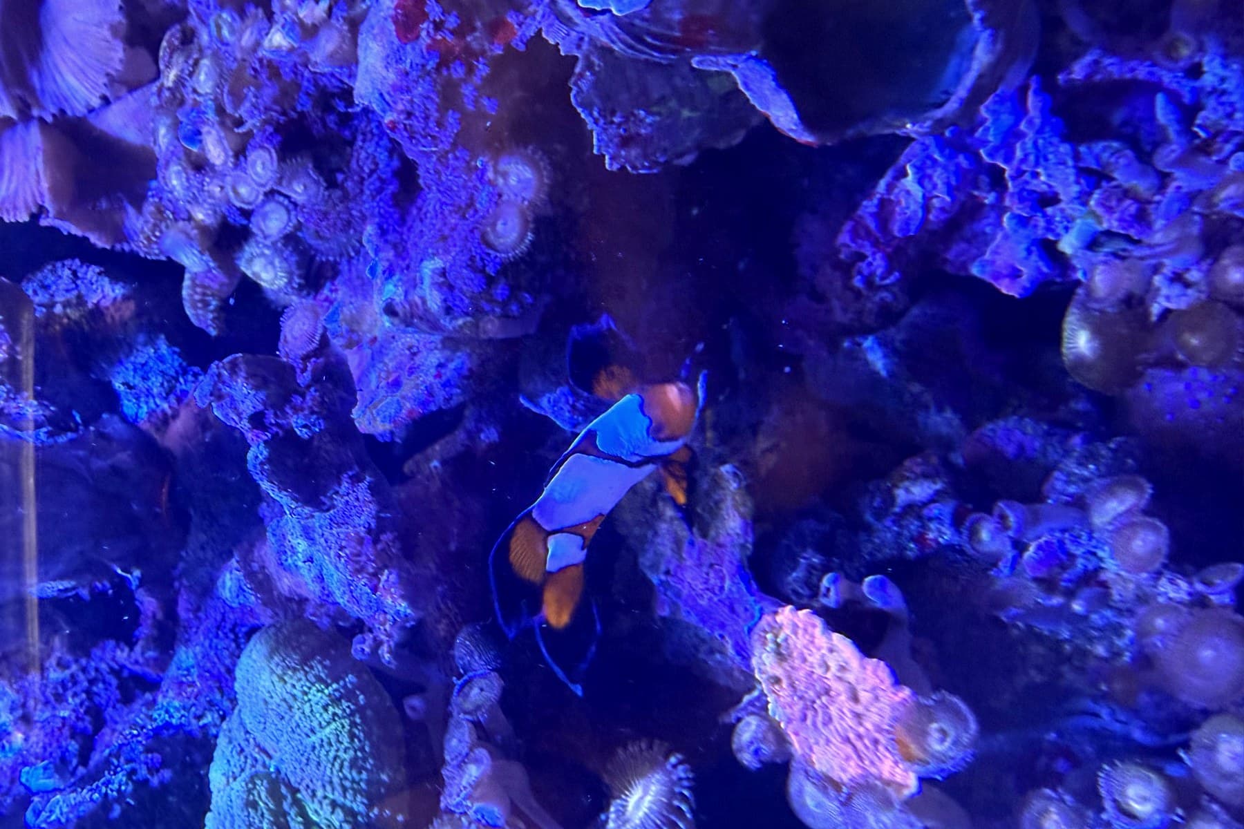 A blue-lit reef display at Sea Cave Inc. in Erie, PA — mixed corals and a clownfish, the kind of custom reef system we design, build and stock