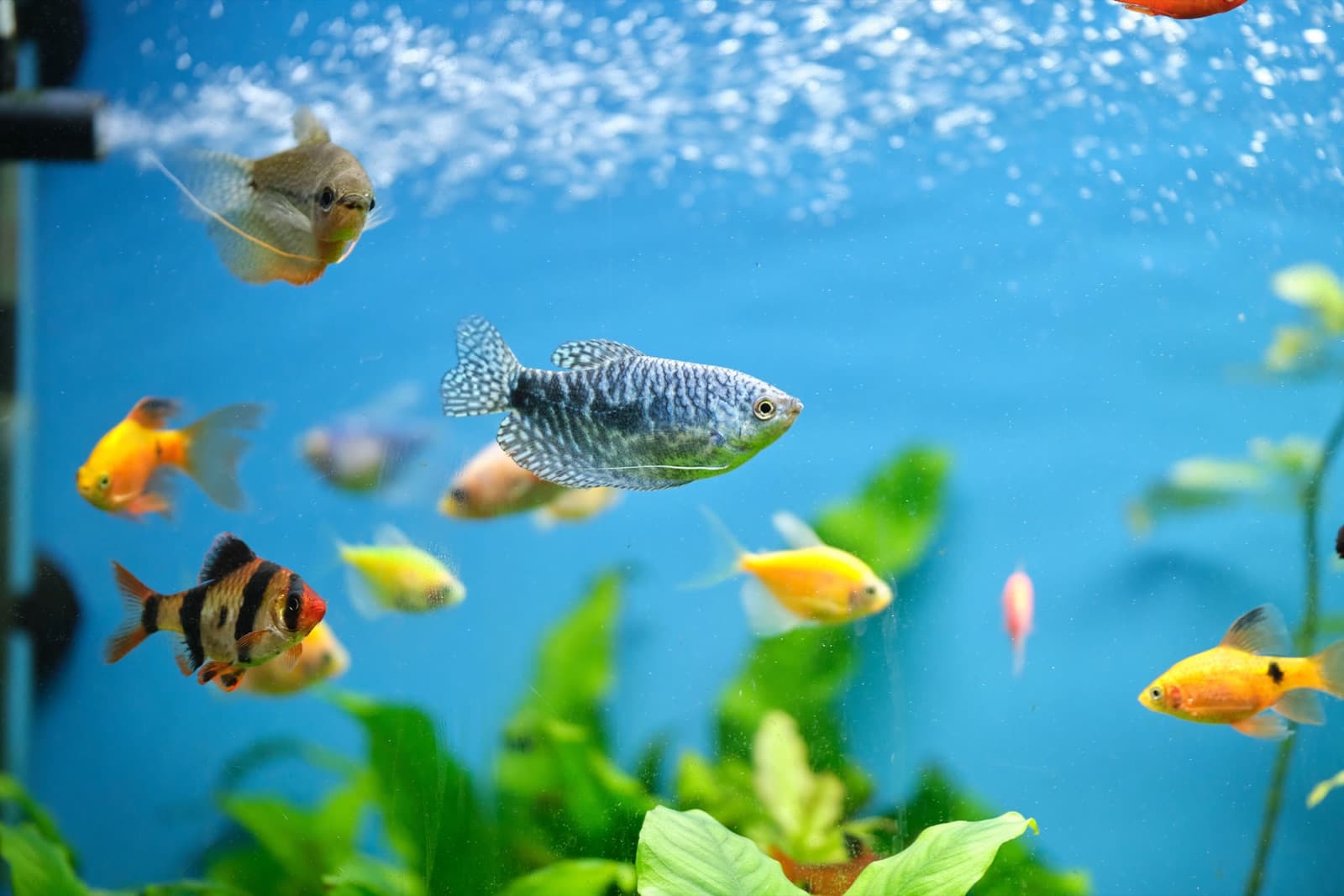 A clean, well-planted freshwater community tank at Sea Cave Inc. in Erie, PA — the kind of healthy system our maintenance service keeps running