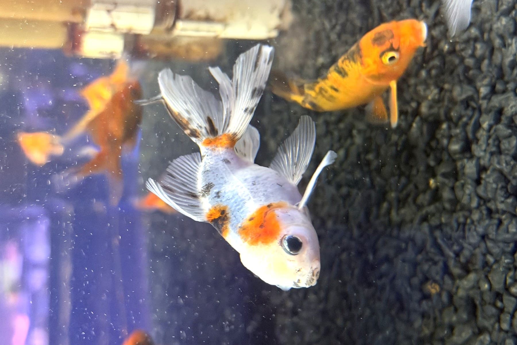 Calico fantail goldfish in a clean, well-kept freshwater tank at Sea Cave Inc. in Erie, PA — the kind of system our maintenance service keeps healthy