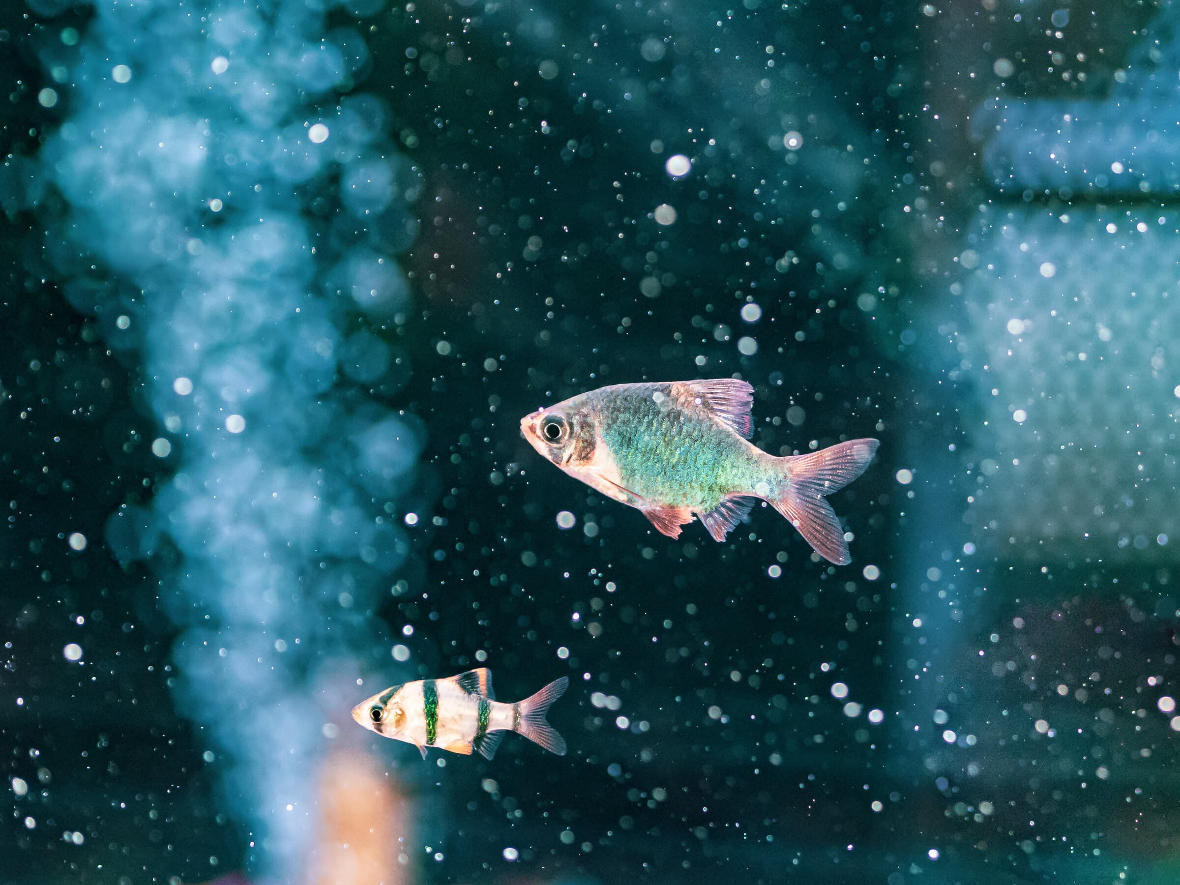 Tiger barbs swimming in a freshwater aquarium — easygoing community fish for a first freshwater tank