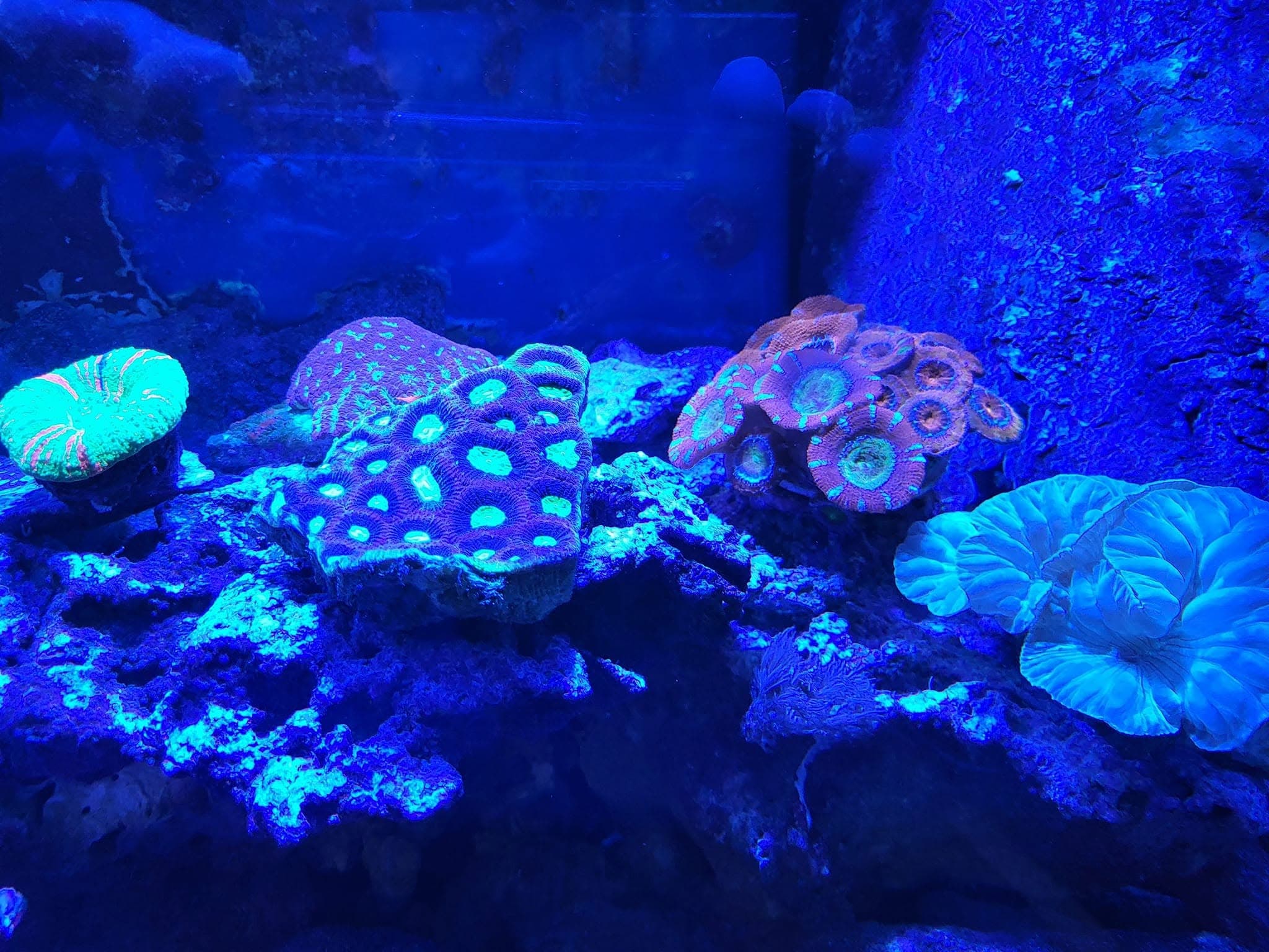 Assorted coral frags on the rack under blue light at Sea Cave in Erie, PA