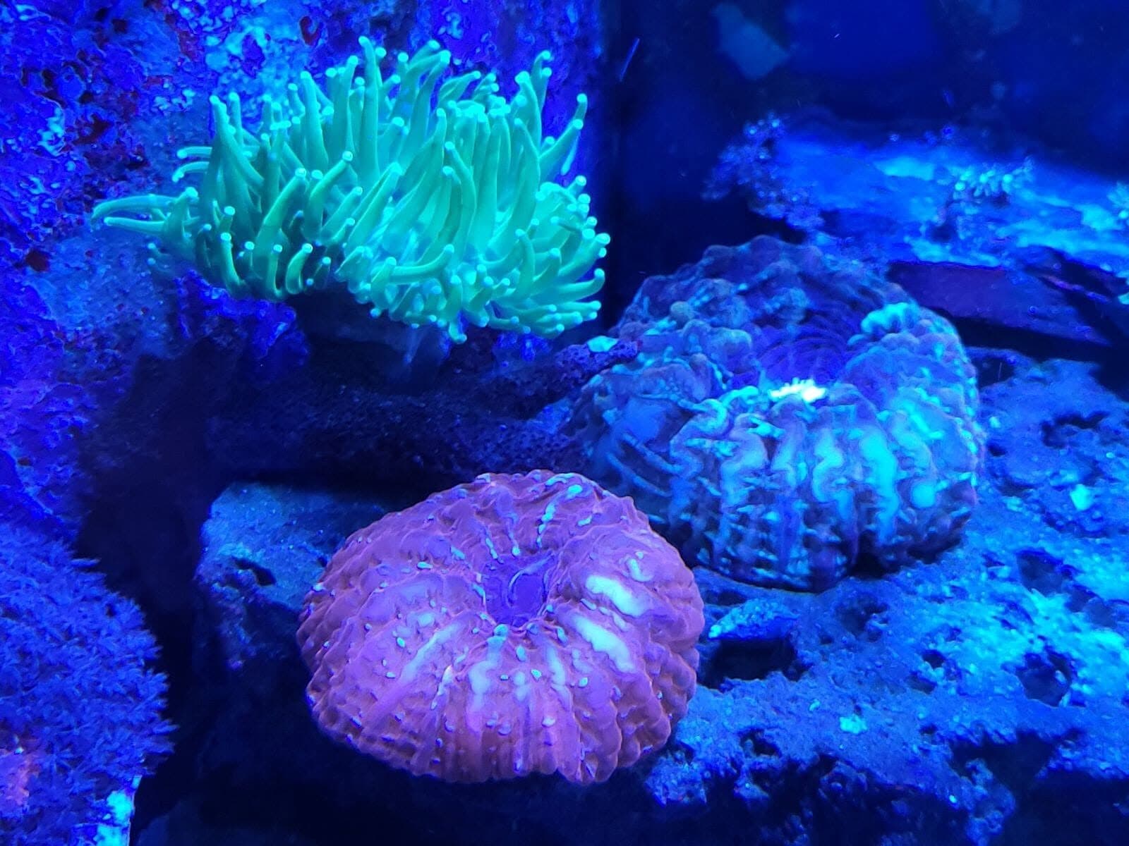 Hammer and brain corals under blue reef lighting — corals are the first livestock to suffer when water parameters drift