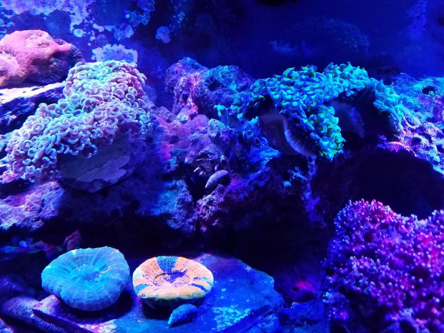 Hammer, acan and zoa corals growing under blue reef lighting in a Sea Cave Inc. display tank in Erie, PA