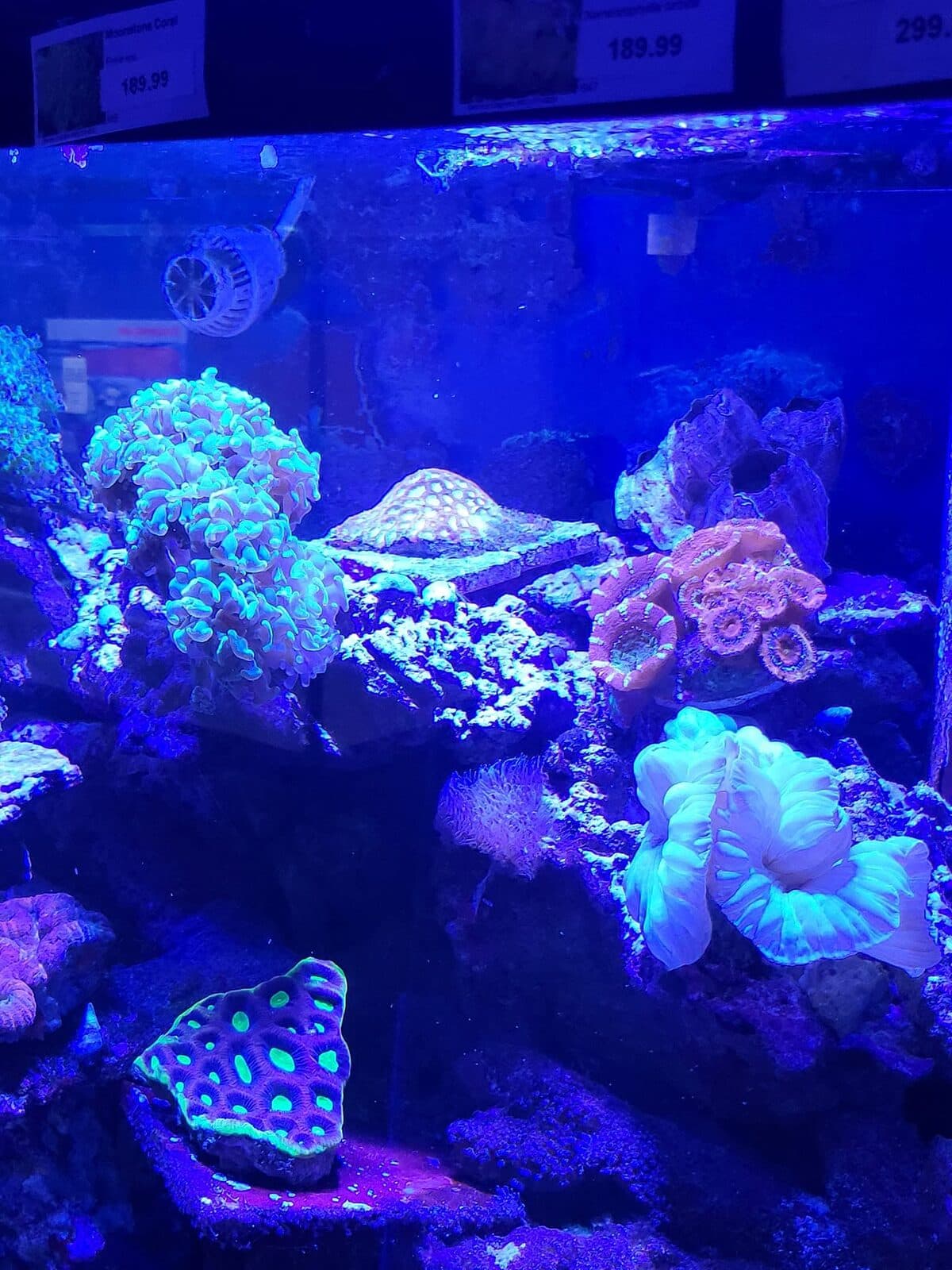 Mixed LPS and soft coral frags in a Sea Cave Inc. display tank