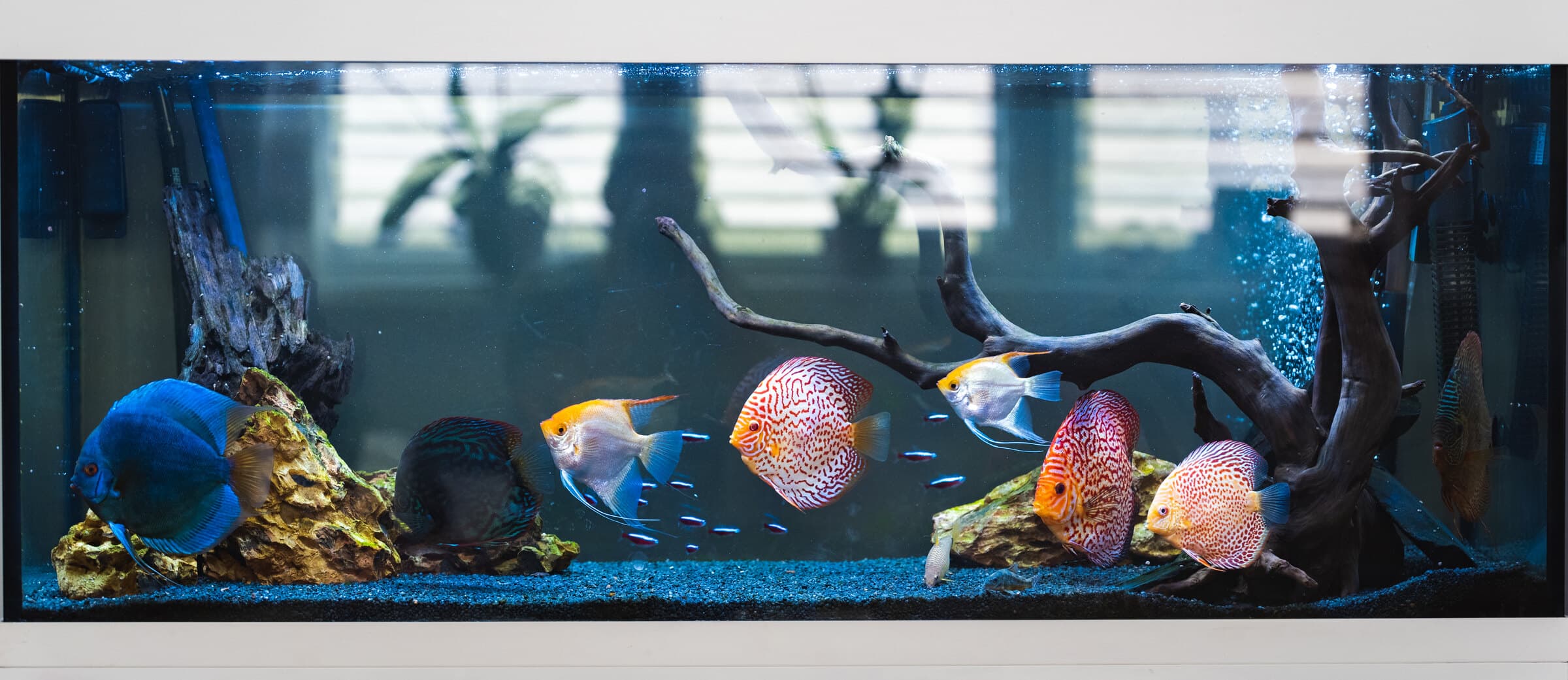 A clean, healthy freshwater show aquarium at Sea Cave in Erie, PA