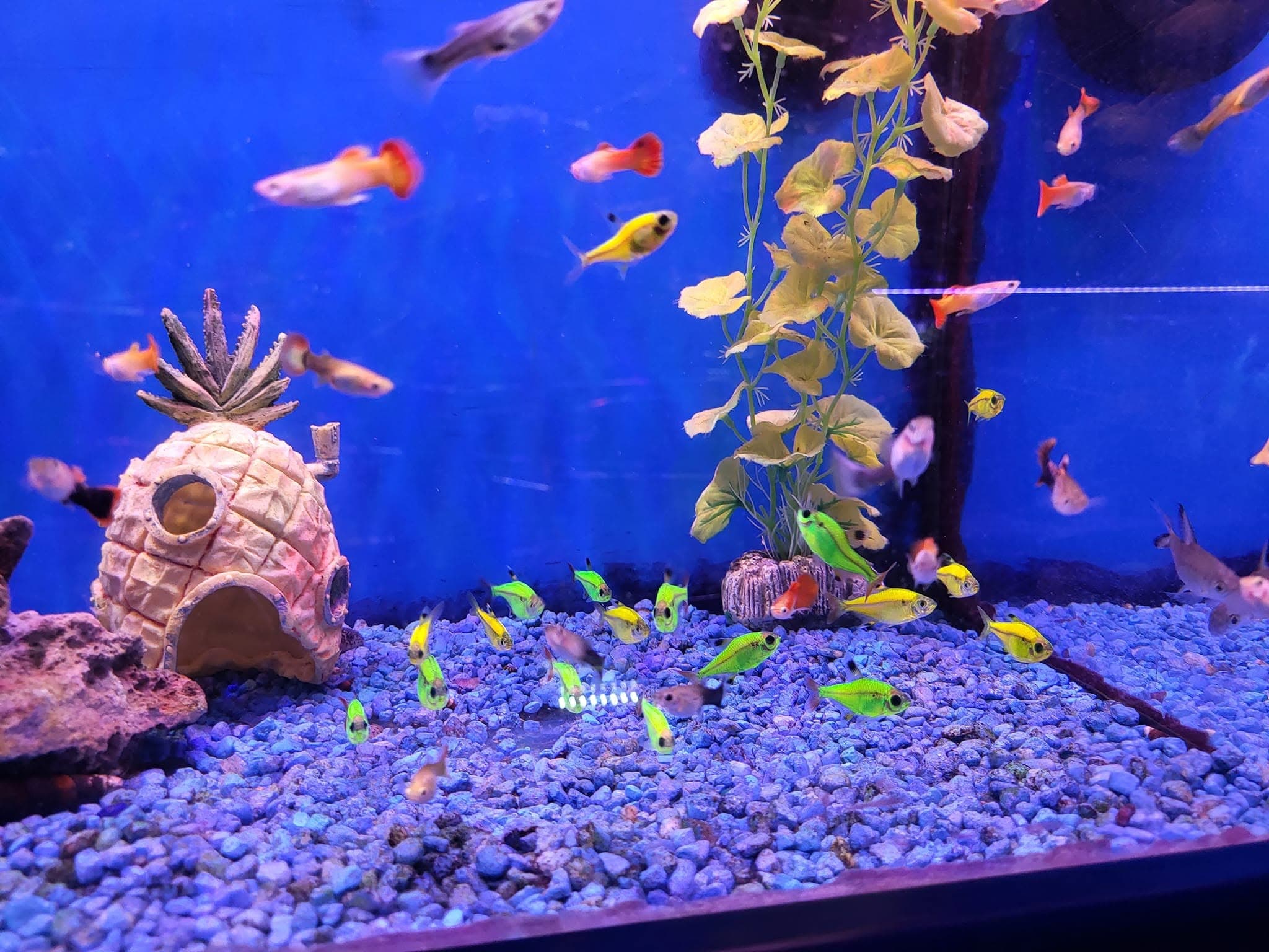A bright, clean freshwater community display tank at Sea Cave Inc. in Erie, PA — the kind of healthy system our maintenance service keeps running