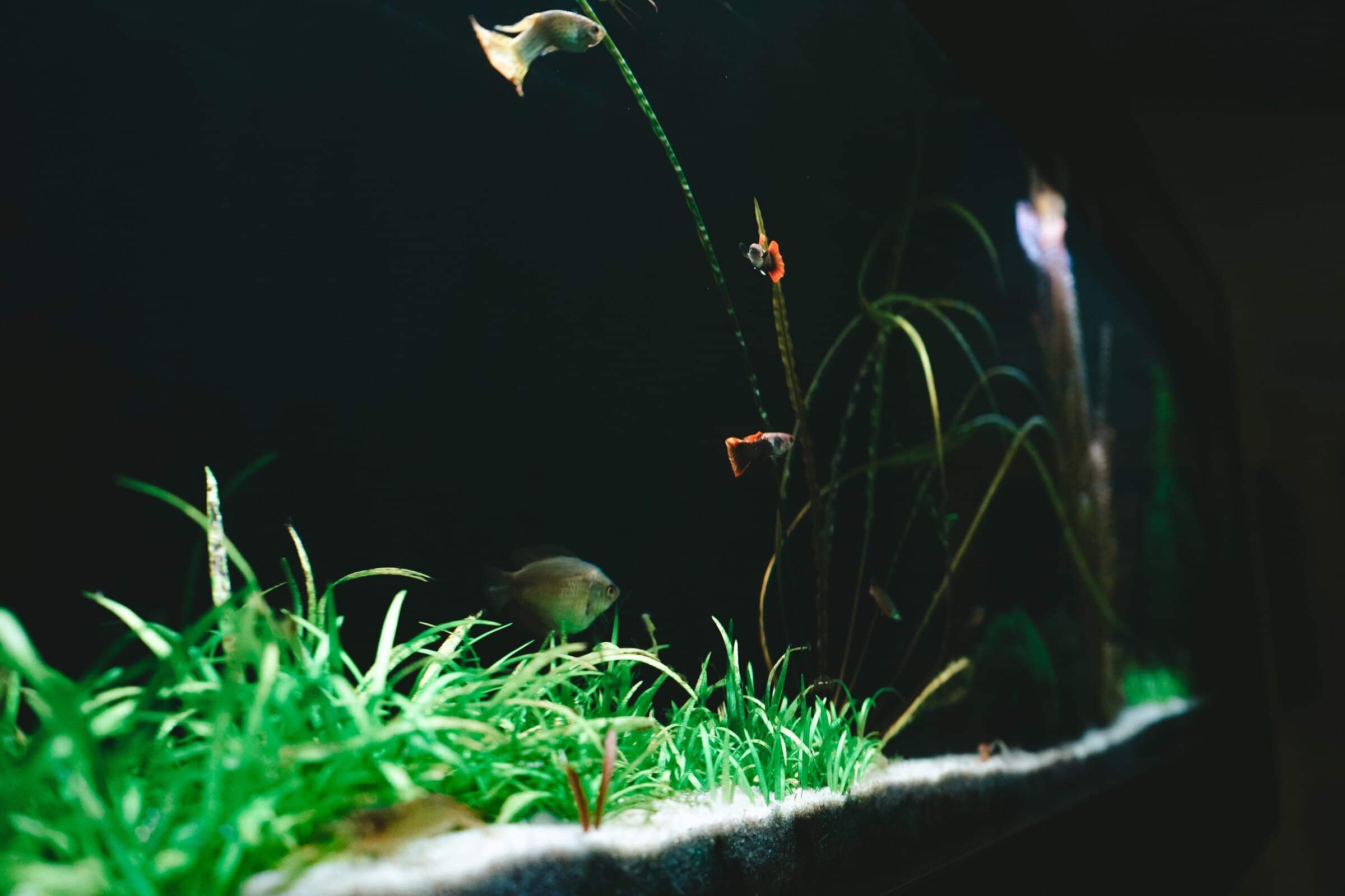 A low-tech planted freshwater tank with a carpet of grass plants, gourami and guppies