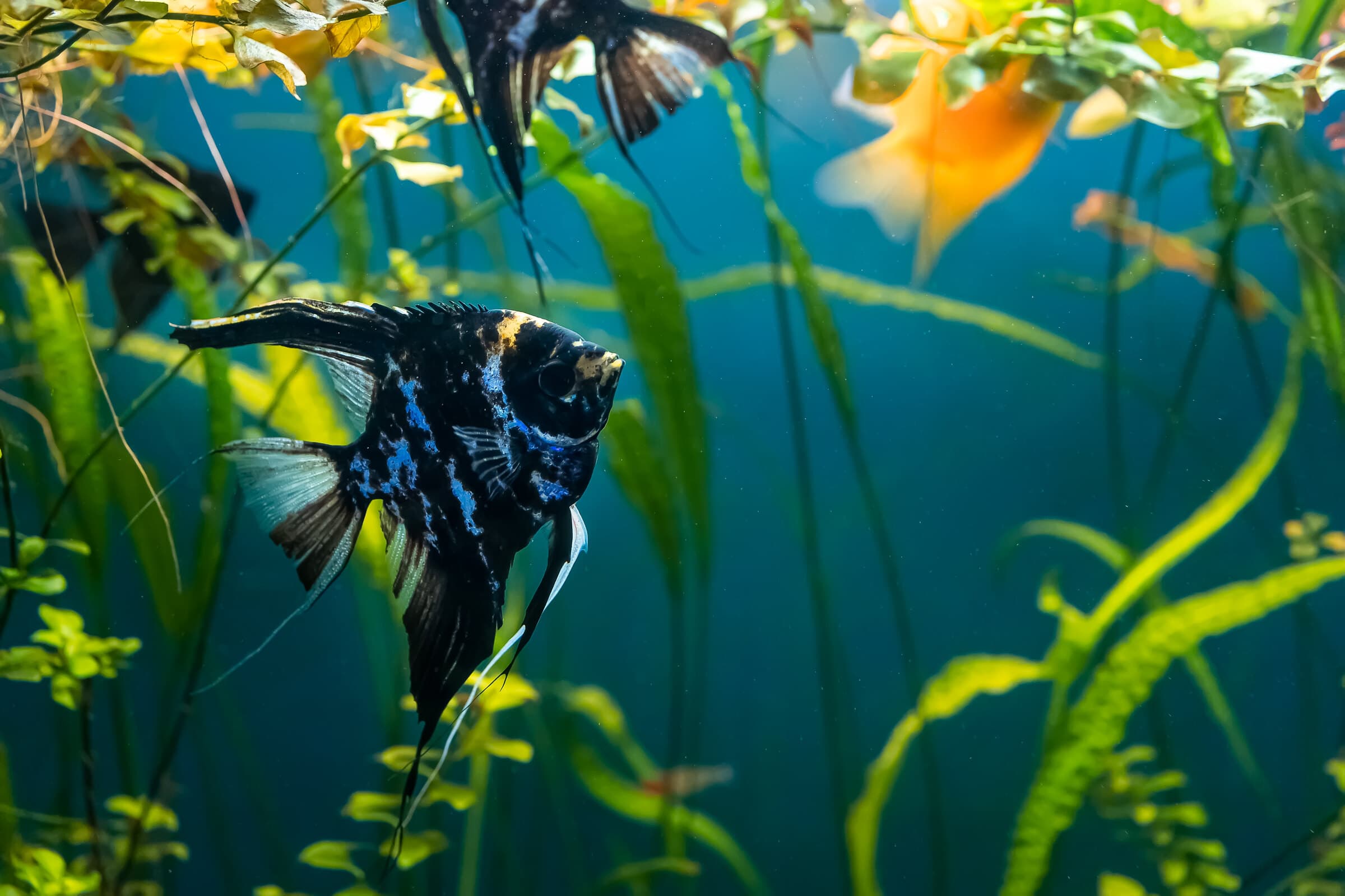A marbled angelfish in a planted freshwater aquarium — a fish to add once a new tank has finished cycling