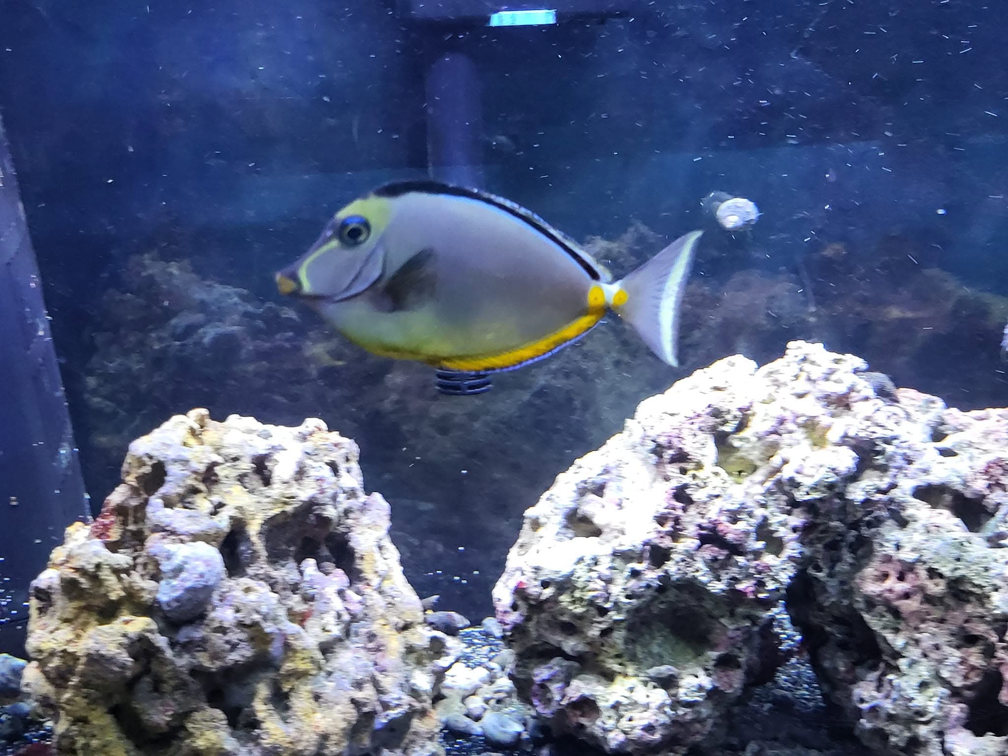 A naso tang cruising over live rock in a Sea Cave Inc. display tank — fish find new homes here