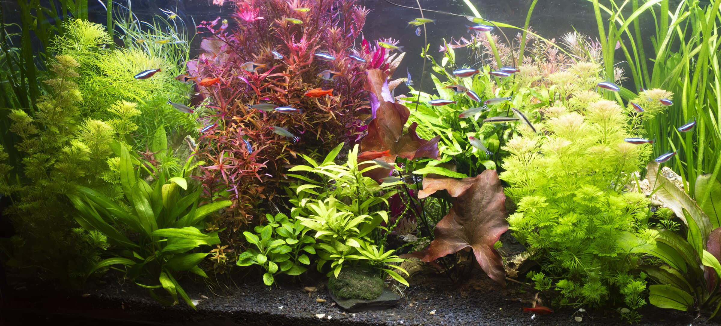 A lush, well-balanced planted freshwater aquascape with neon tetras — a healthy tank is the best defense against algae