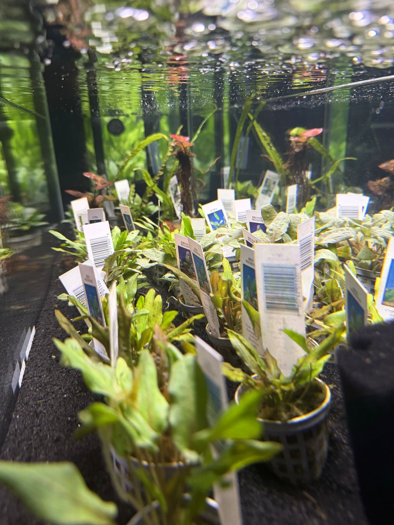 Potted aquatic plants with ID tags for sale in a shallow display tank at the Erie shop