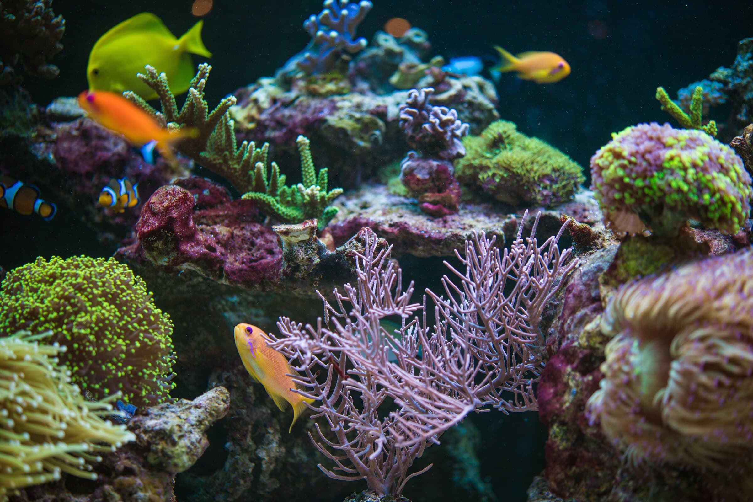 A vibrant mixed-reef aquarium — yellow tang, anthias, clownfish and SPS/LPS corals — the kind of 125-gallon saltwater system a sump keeps stable