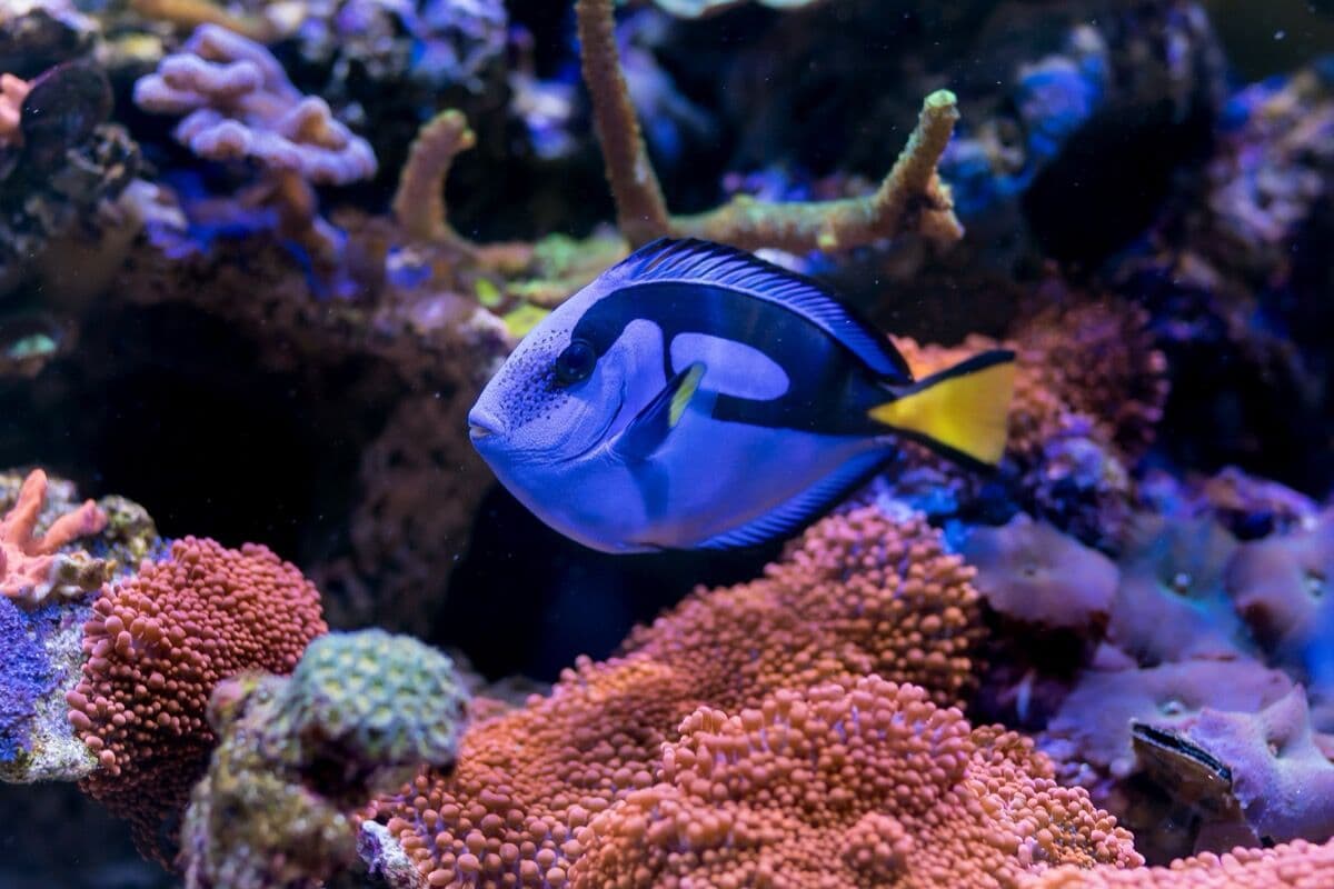 A blue tang swimming over stony corals in a saltwater display — the kind of system a sump keeps stable