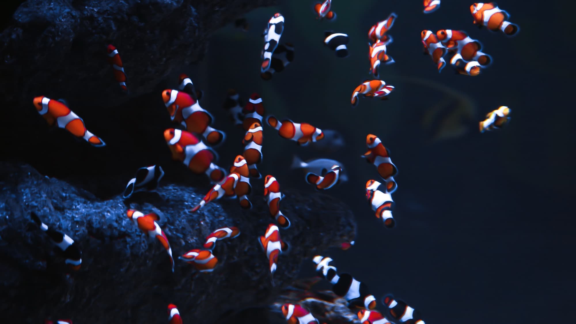 A school of clownfish in a Sea Cave Inc. display tank — fish find new homes here