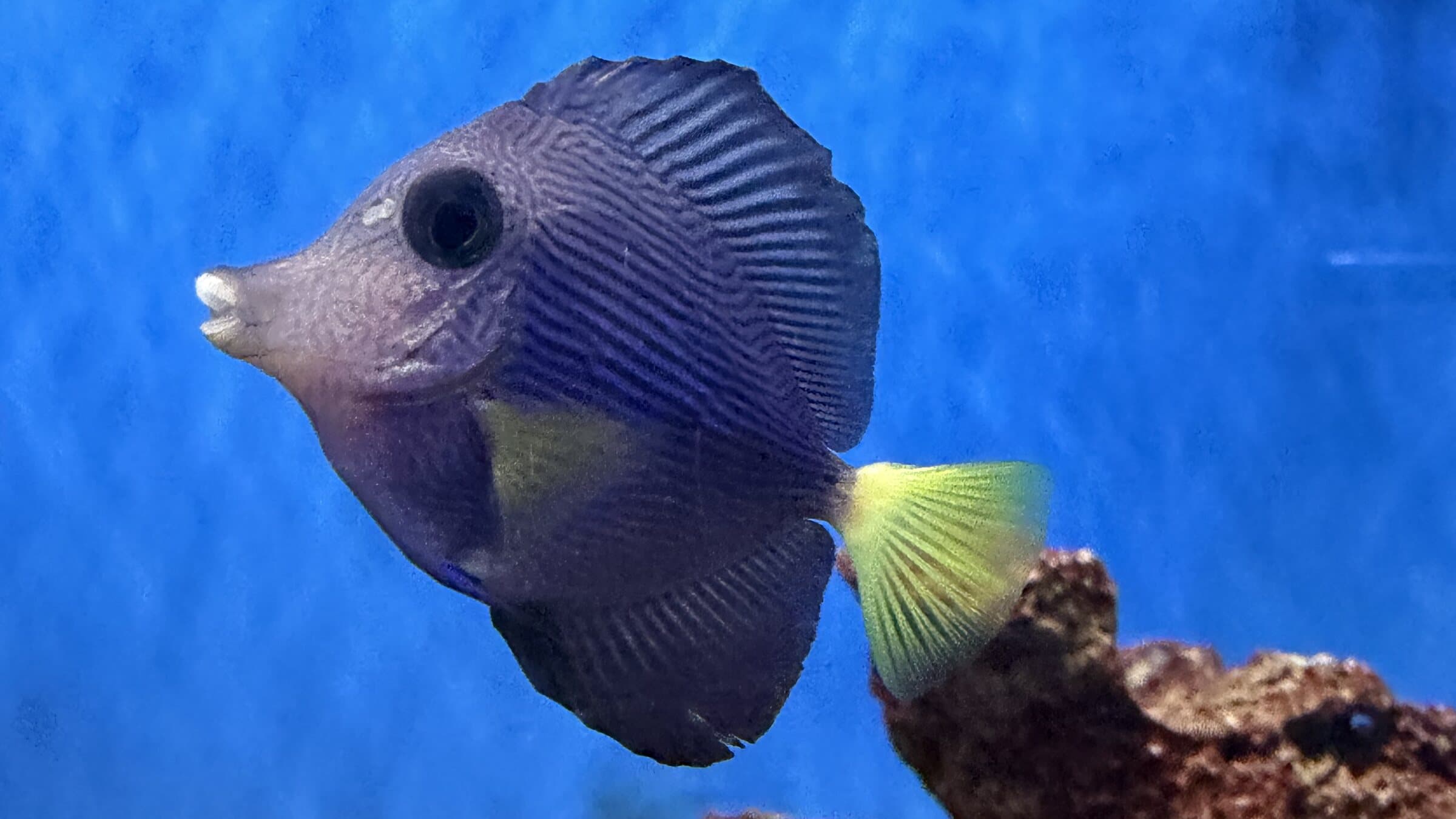 A sailfin tang over live rock in a FOWLR display tank at Sea Cave in Erie, PA
