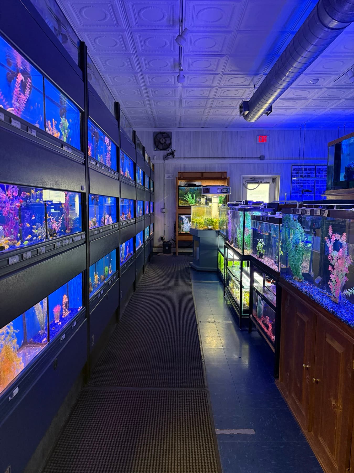 The saltwater fish wall at Sea Cave Inc. in Erie, PA