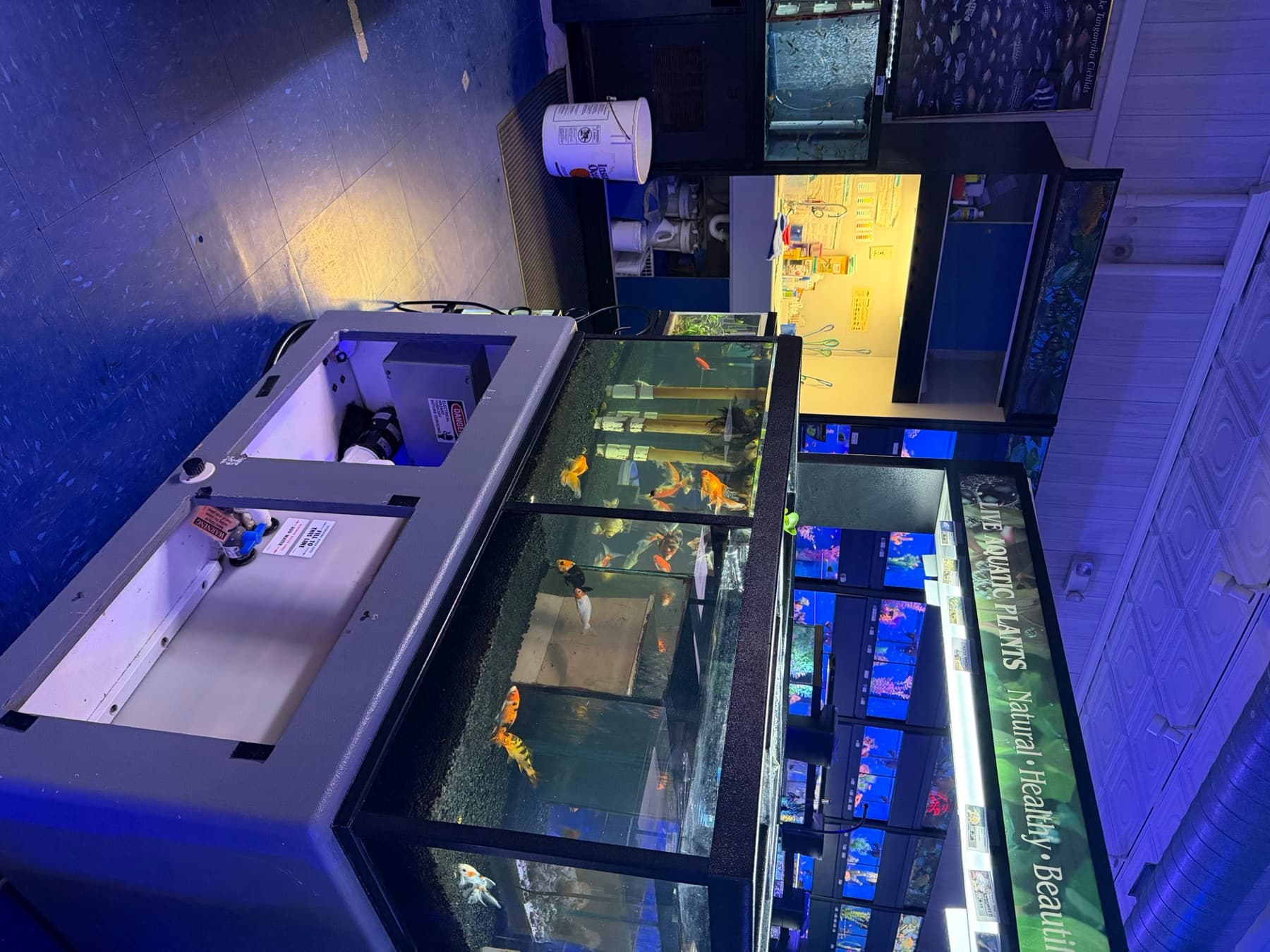 The freshwater aisle at Sea Cave — goldfish and community tanks beside the live-plant display