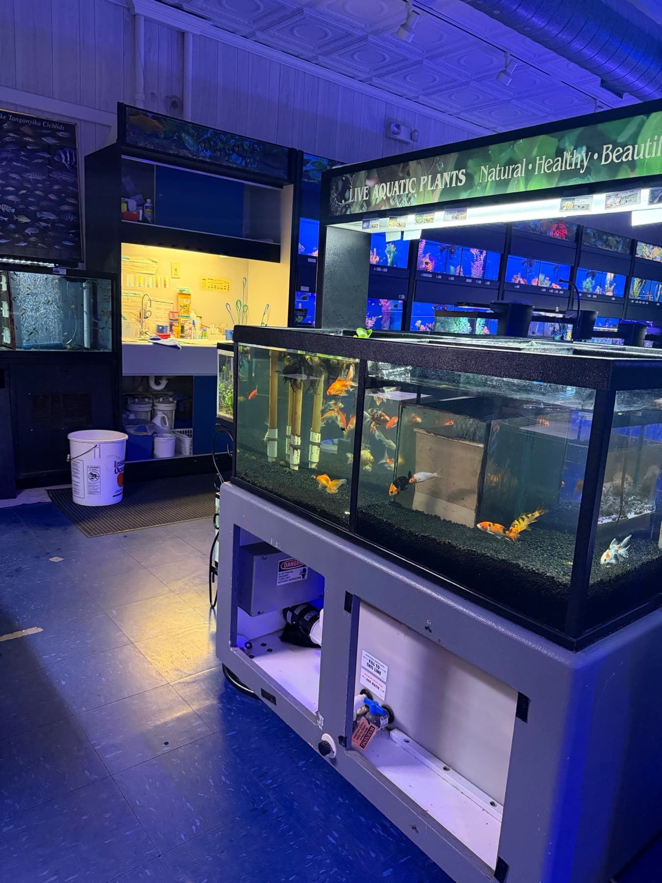 Aquarium fish for sale at Sea Cave in Erie, PA