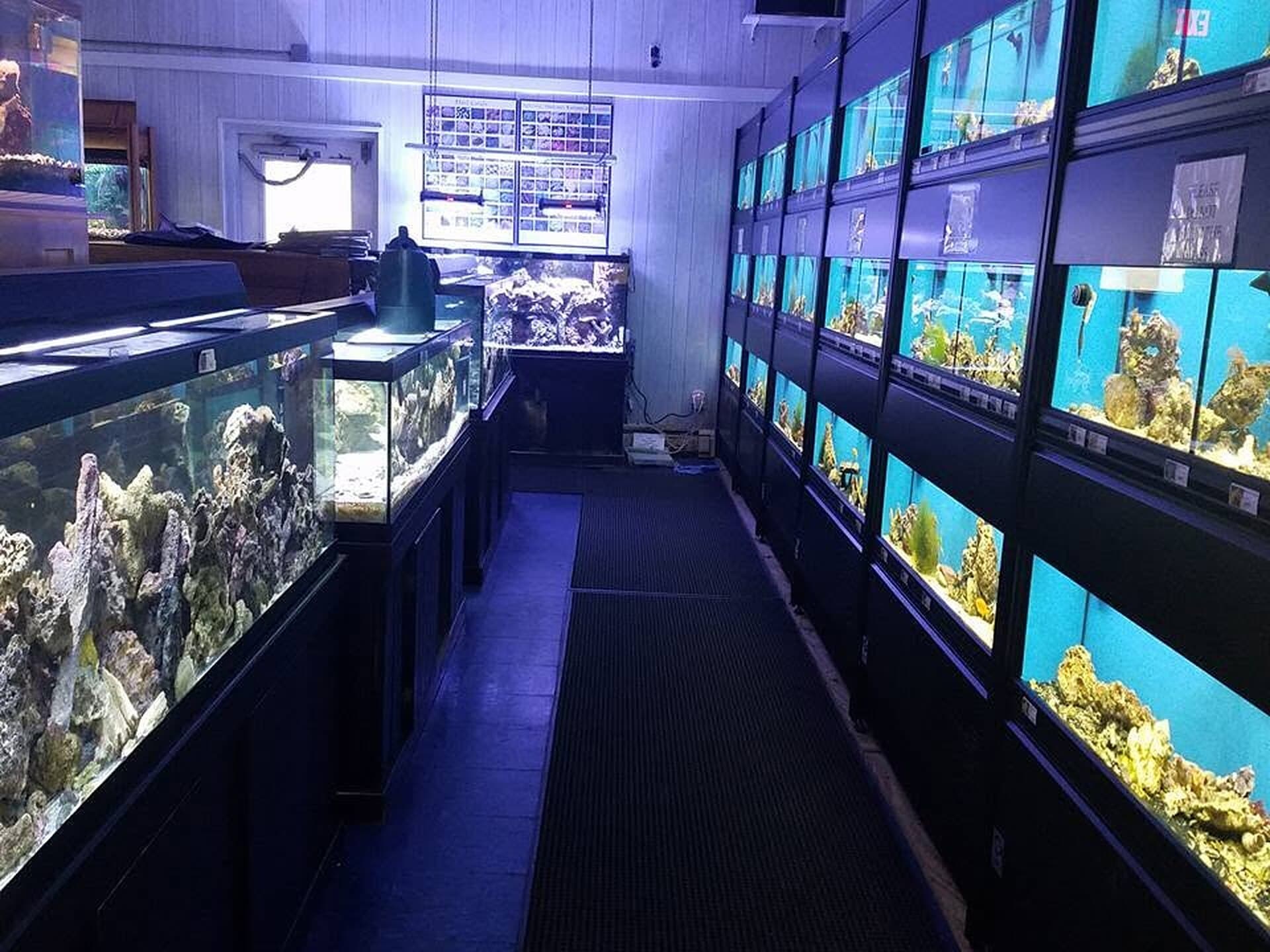 Our saltwater wall in Erie, PA — every tank on the rack running its own light, filter and heater sized to it