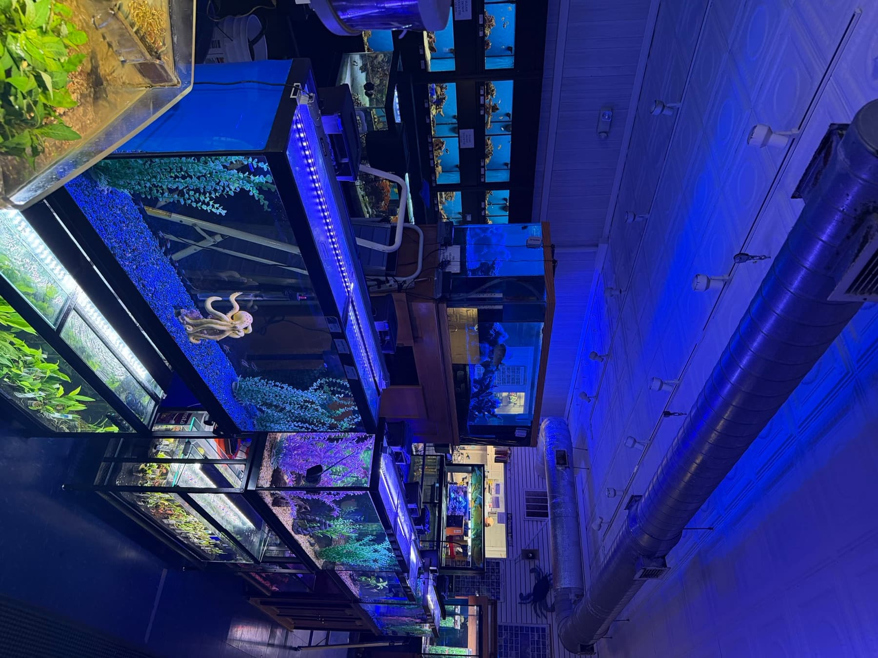 Planted and reef tanks lining an aisle inside Sea Cave in Erie, PA