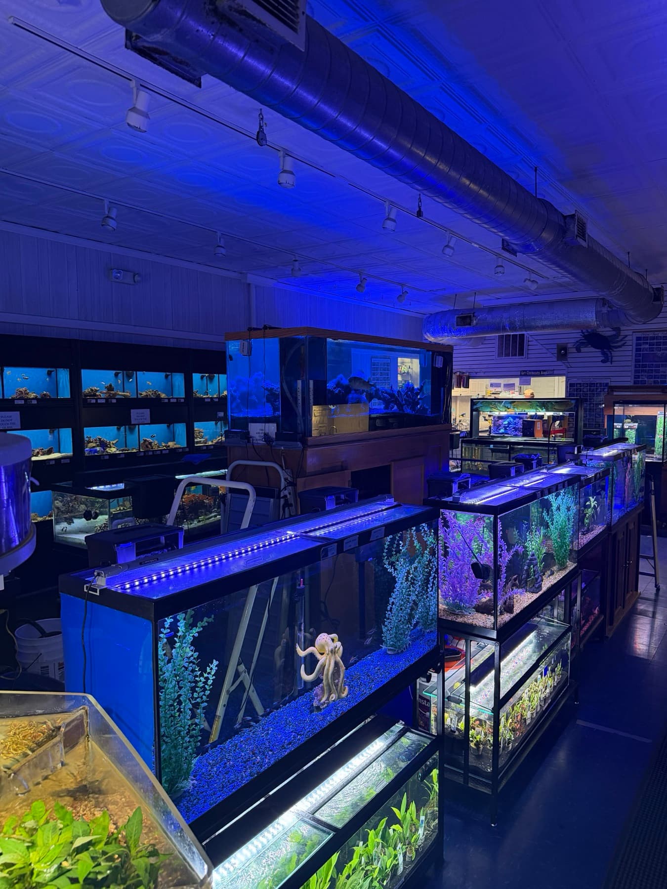 Rows of maintained saltwater display aquariums under blue lighting at Sea Cave in Erie, PA