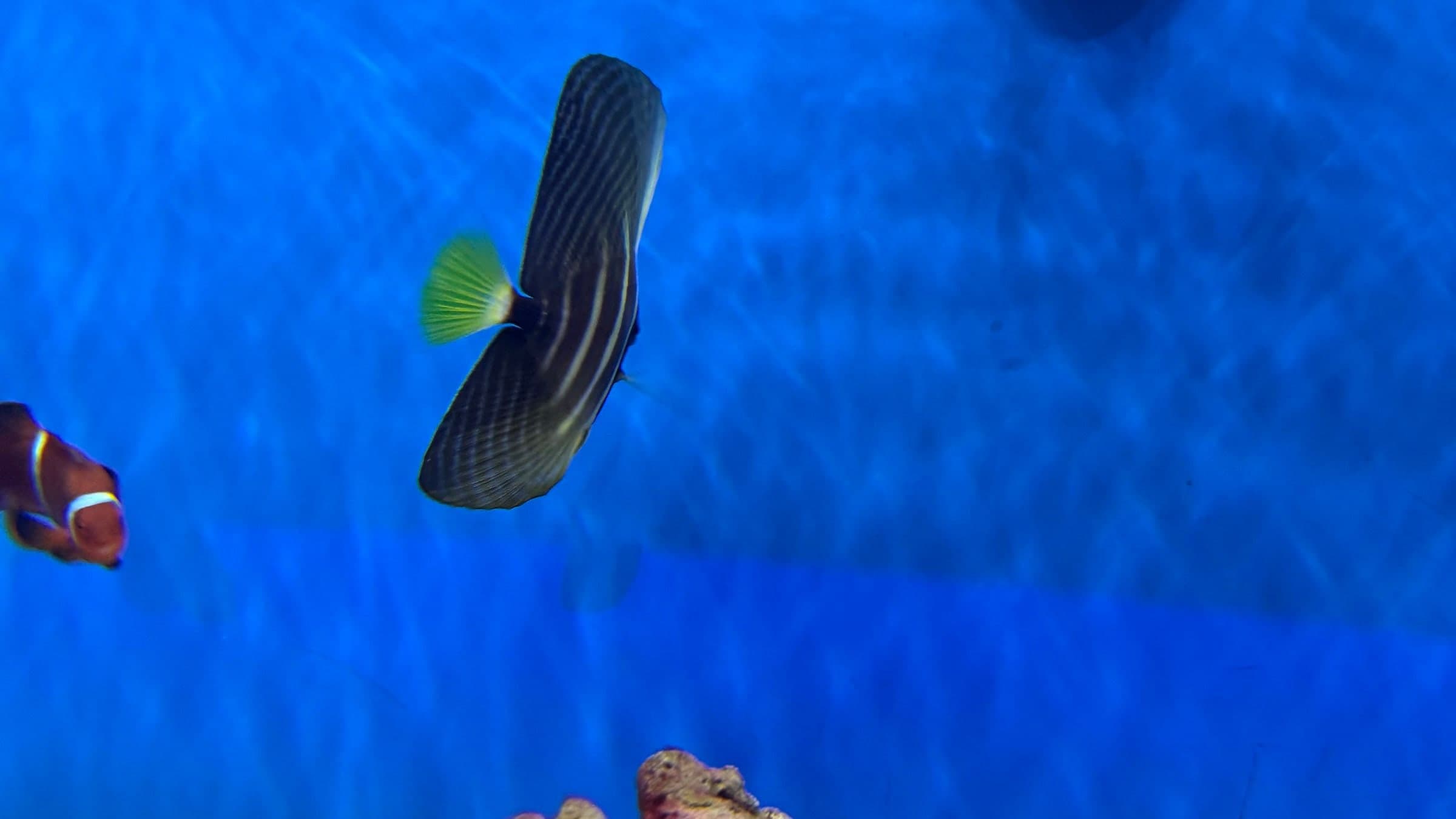 A saltwater show tank at Sea Cave — reef fish and live rock under blue light