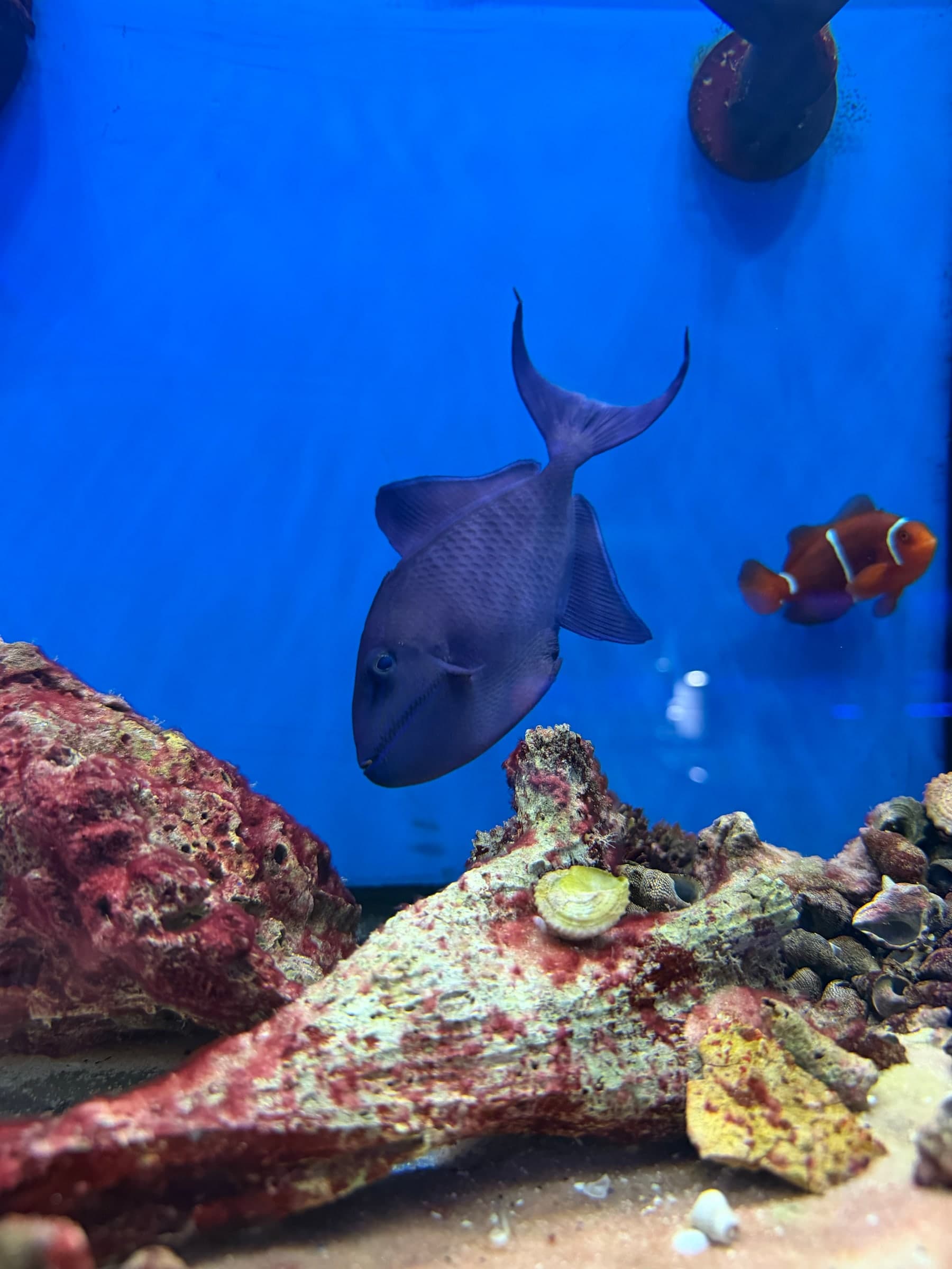 Two very different saltwater fish sharing one display tank at Sea Cave in Erie, PA